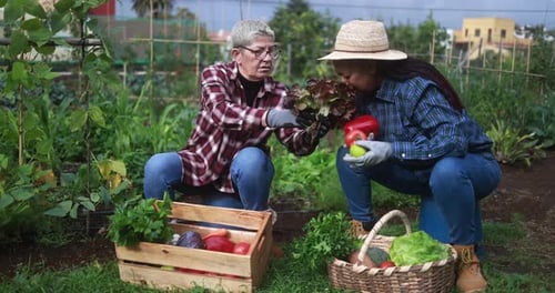 Senior multiracial women having fun together during harvest period in vegetables garden