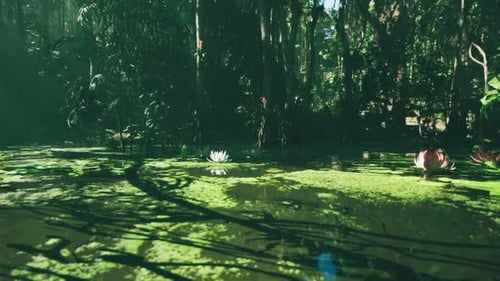 Tranquil Water Lily Pond in a Lush Green Forest During Daylight Hours