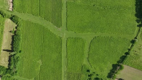 Aerial view of fresh green tea farm in Imereti region, Georgia
