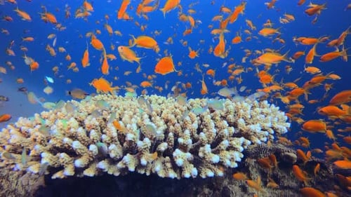 Fisch-Schwarm