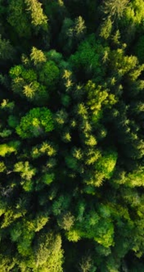 Top Down View of the Coniferous Forest Camera Rises and Spins