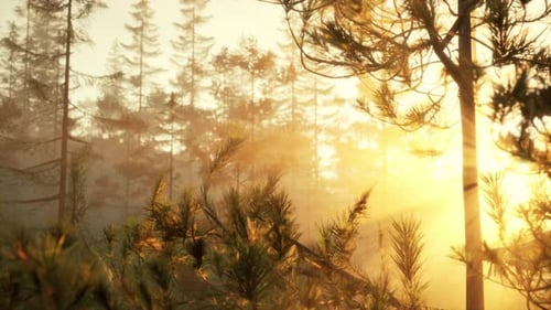 Sunset Rays Through Pine Branches