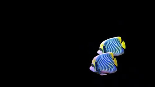 Animated Emperor Angelfish Swimming Seamless Loop