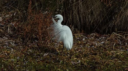 White Egret Grooming in Natural Setting