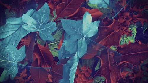 Autumn Leaves Fall 10