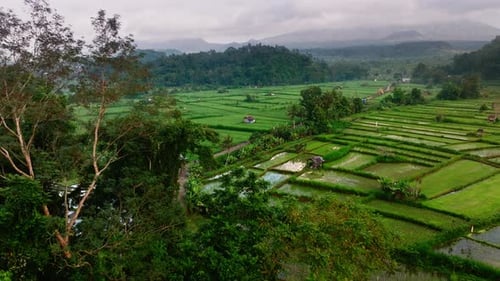 Luftaufnahme von üppigen Reisterrassen, Indonesien.