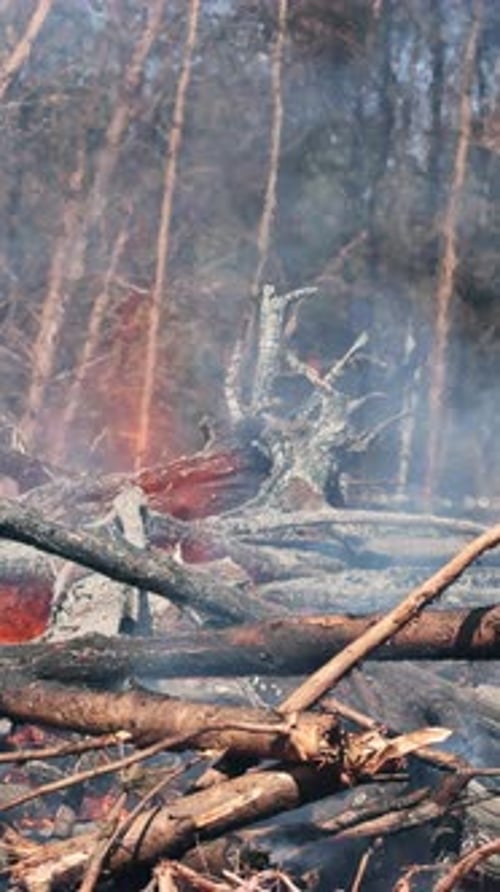 A Forest Fire Caused a Fallen Tree to Burn on the Ground Produced Ecological Disaster