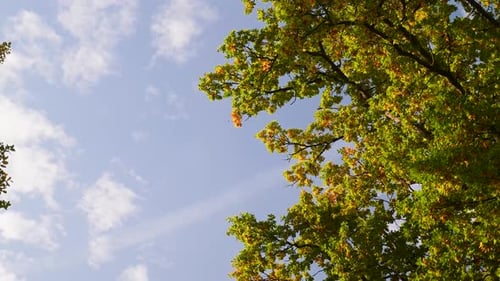 Leaves falling from a tree in autumn, sunny skies