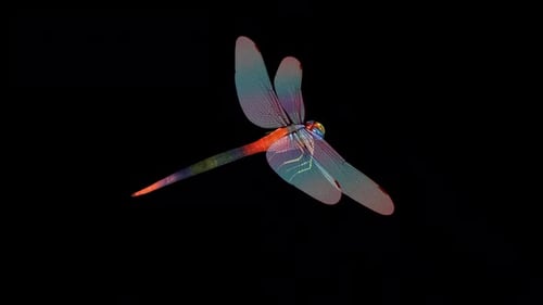 Rainbow Dragonfly - Flying Loop - Aerial Back Angle Close Up View - Alpha Channel