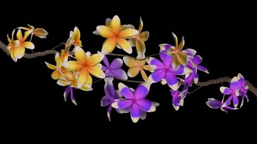 2 Branches of Plumeria Rurple and Yellow Flowers - Blooming Transition - I - Alpha Channel