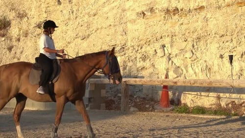 Young Adult Riding Horse in Outdoor Paddock