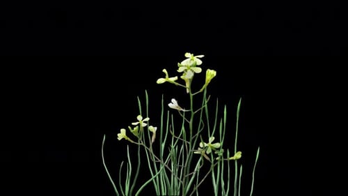 Animated Growth of White Flowers on Green Plants with Alpha Channel