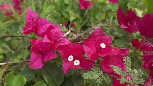 Bougainvillea spectabilis (great bougainvillea) red flowering plant in slight breeze