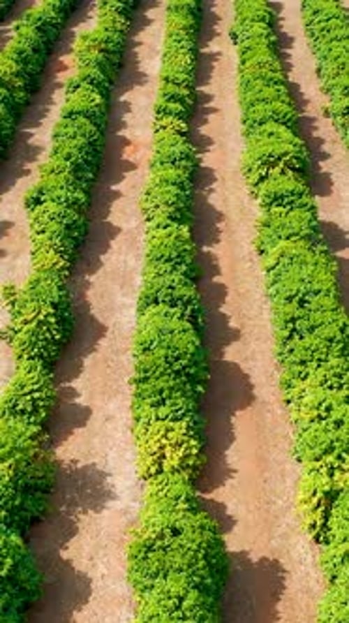 Campo agrícola en Ouro Preto en Minas Gerais, Brasil.