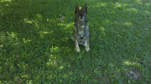 German shepherd dog catching a cookie