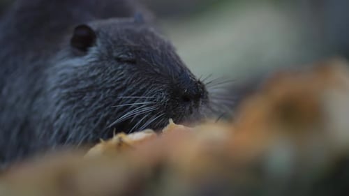 Nutria Eating Amongst the Leaves Close Up