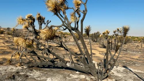 Ancient Joshua trees burned to ash by wildfires in the Mojave Desert - walk through