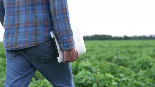 A working farmer walks with a tablet in a soybean field. Agriculture.