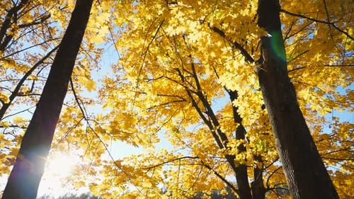 View on Yellow Maple Leaves on Tree Branches in Autumn Forest Vivid Foliage Covered Lawn in Park
