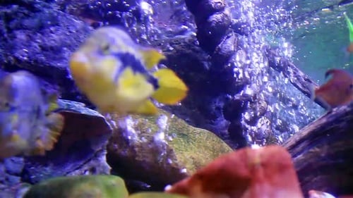 Colorful tropical fish swim in a tranquil underwater aquarium landscape