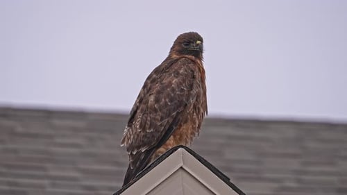 Rotschwanzfalke sitzt auf dem Dach und schaut sich um