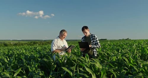 Two Men Checking Corn Crop in a Field