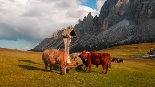 Jak - Cow grazing in the beautiful alps of Italy in the middle of the mountains filmed in 4k.