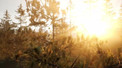 Sunbeams Streaming Through the Pine Trees
