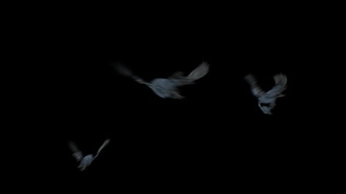 Flying Bats Swarm for Spooky Halloween Visual Effects