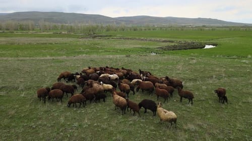 flock of sheep