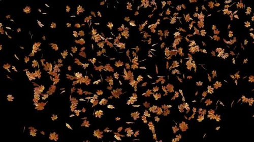 Autumn Maple Leaves Explosion 04 HD