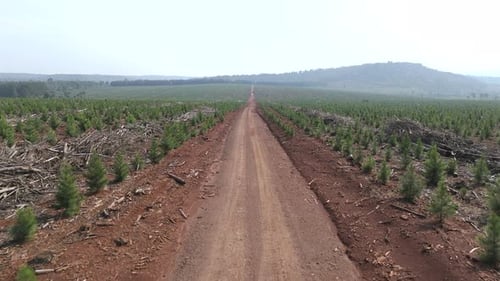 Amazing long straight dirt road cutting through an expansive forest plantation.