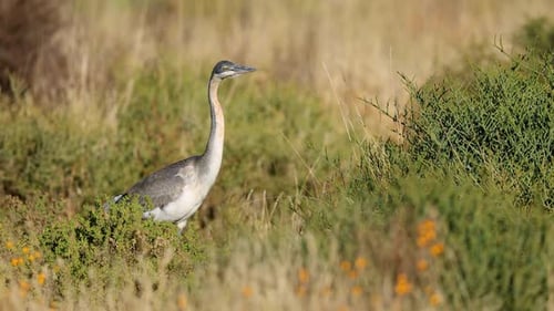 Graureiherjagd im natürlichen Lebensraum, Südafrika