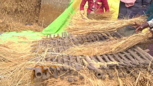 Farmers are threshing paddy in the field during winter season.