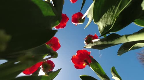 Beautiful Tulip Field in Full Bloom Spring in Full Swing