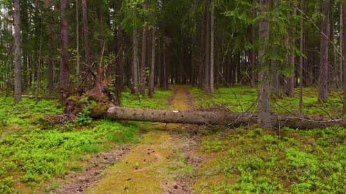 A Forest Trail is Blocked By a Fallen Tree in Lush Green Surroundings Creating a Natural Obstacle in