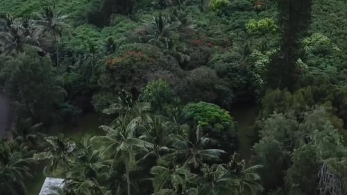 Drone aerial pan up palm trees on bay beach mountain valley