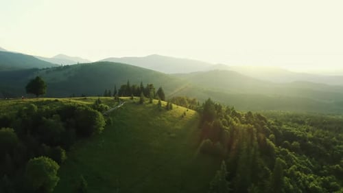 Majestic Aerial View of Green Woods with Coniferous Trees Lit By Morning Sunlight