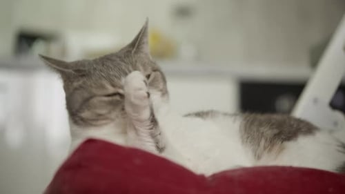 Cute Cat Grooming Itself on a Red Cushion