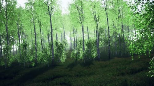 Summer July View of Birch Grove in Sunlight