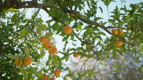 Orange Fruits Hanging In The Mediterranean Countryside
