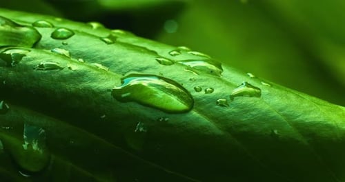 Close-up slow motion shot of water droplet slowly merge into a large drop on a large juicy leaf