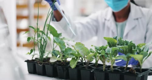 Scientist Drips Liquid on Plants in Laboratory