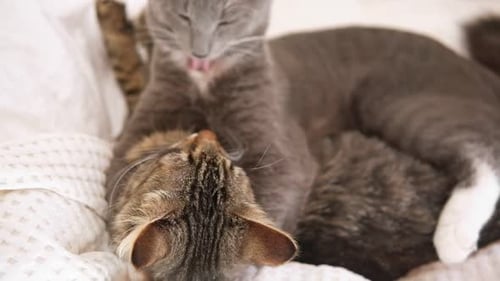 Two Cats Cuddling on White Blanket at Home Cute Domestic Striped Friendly Cats 2 Sleepy Kittens