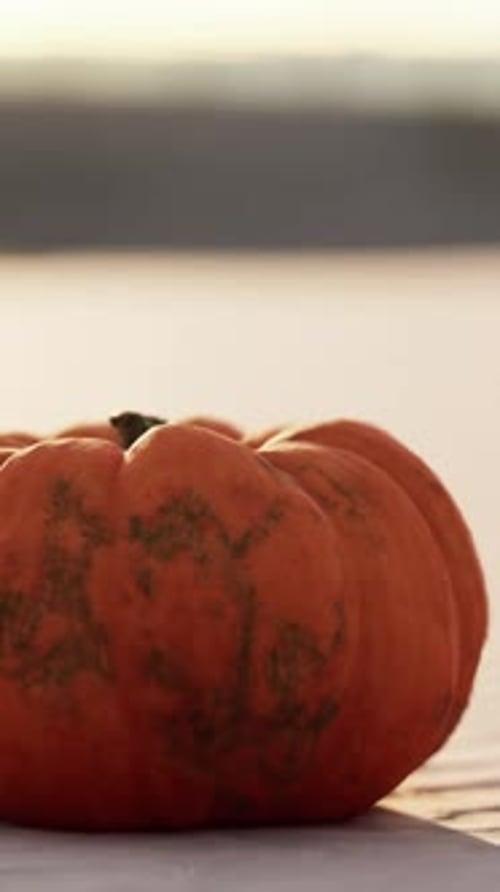Halloween Pumpkin on the Beach Dunes