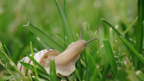 Closeup of a Garden Snail Crawling Through Fresh Green Grass with Its Antennae Extended and Shell