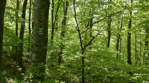 Fresh green spring forest. The camera shoots sideways from a car in motion.