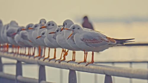 Möwen