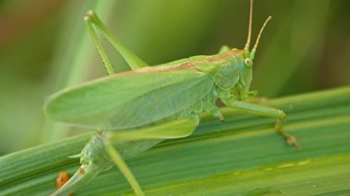 camouflaged green Grasshopper sitting On Green Plant Leaf. close-up