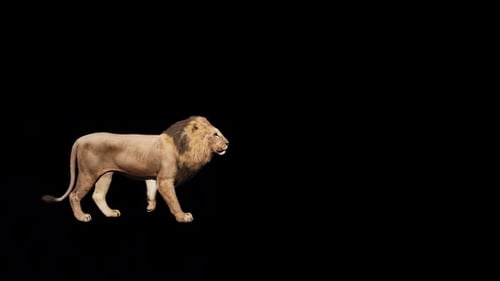 Realistic Lion Walking and Roaring Loop Animation